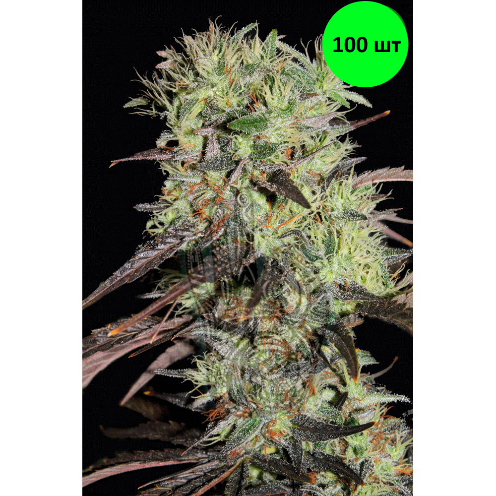 Afghani #1 fem 100