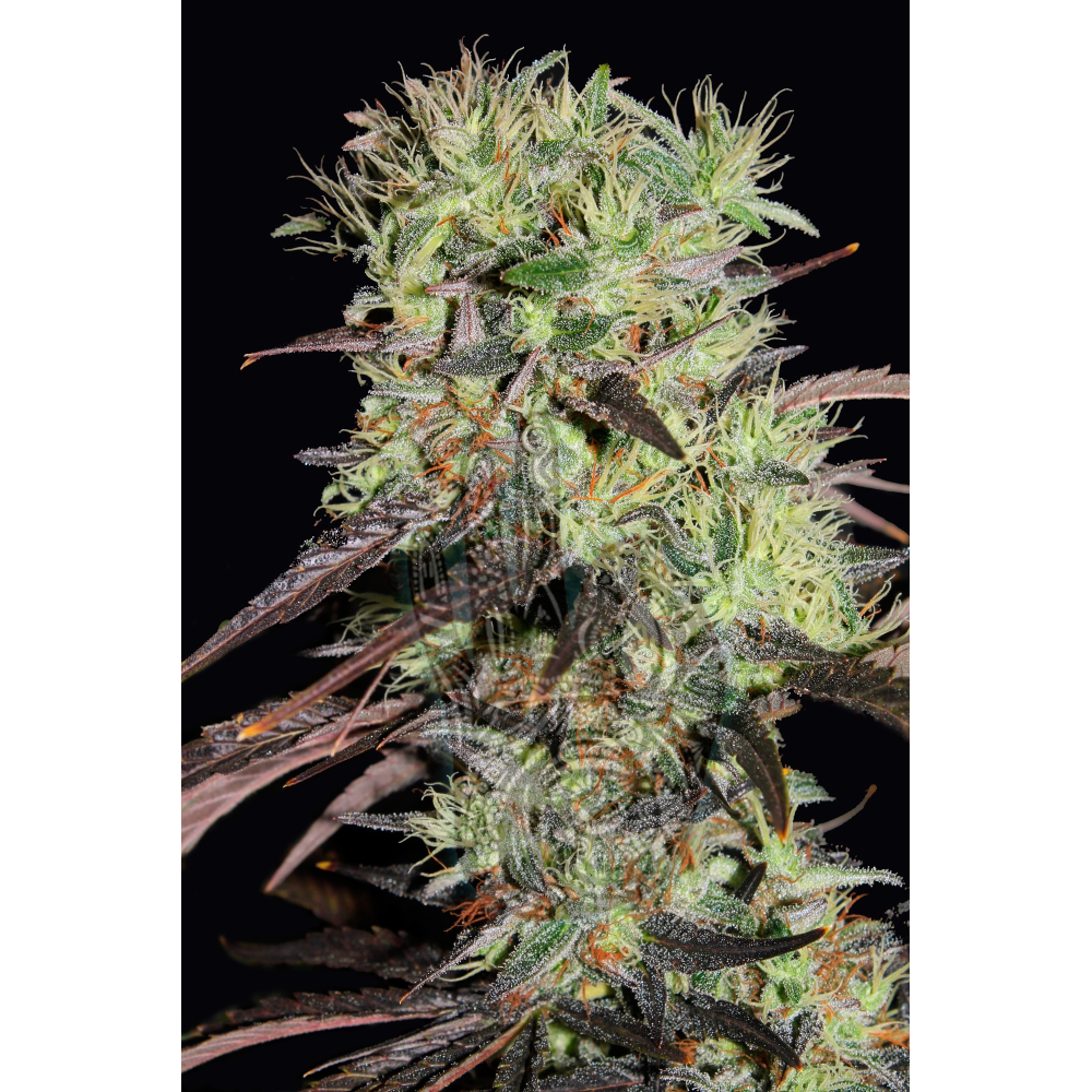 Afghani 1