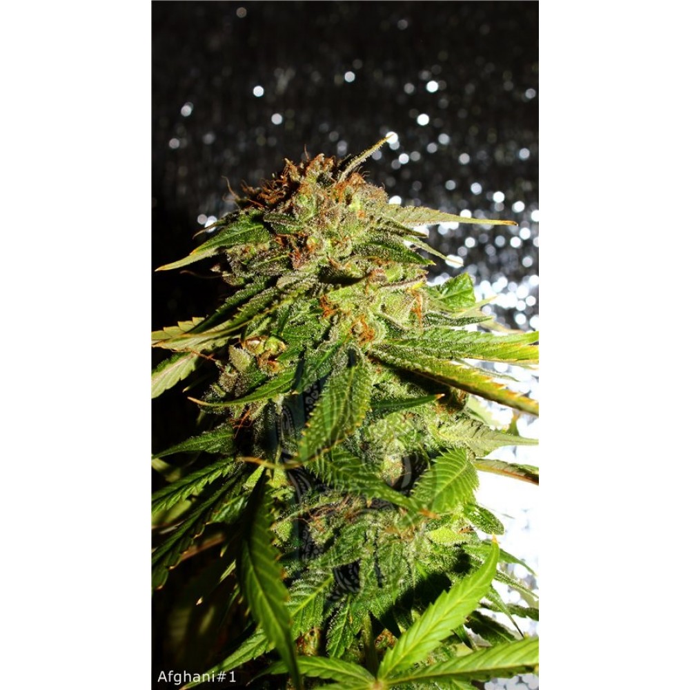 Afghani 1