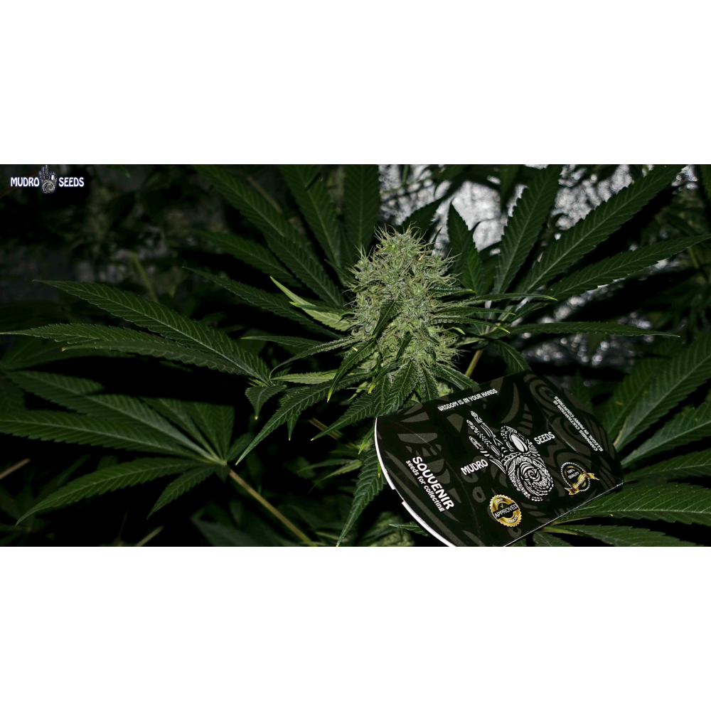 Afghani 1