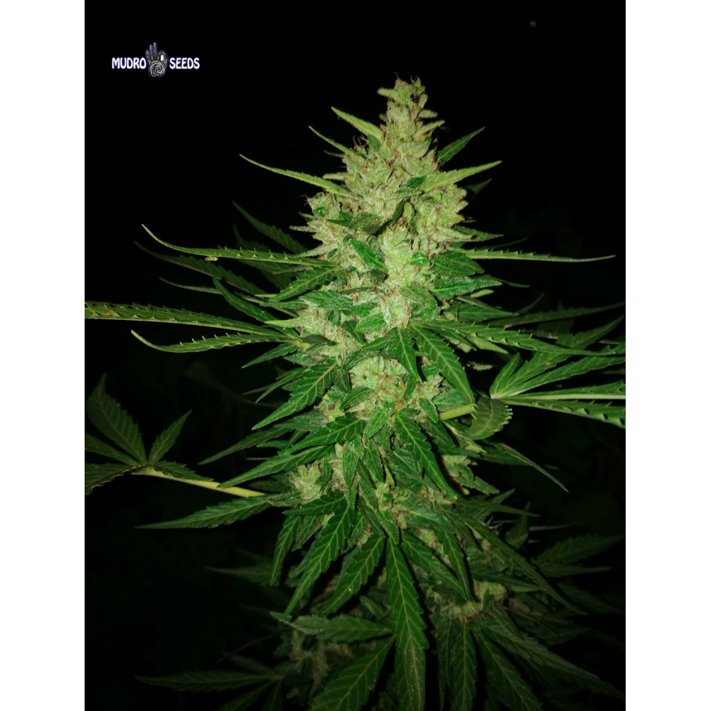 Auto Hard Day fem