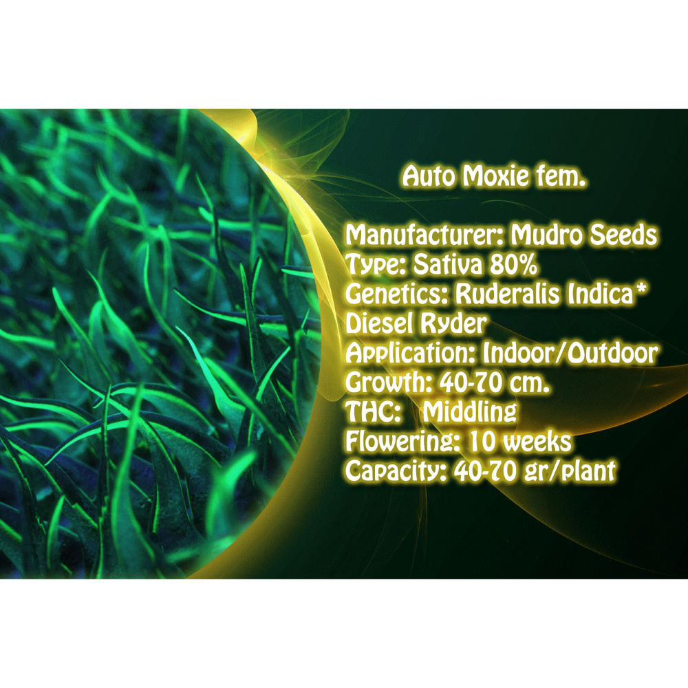 Auto Moxie fem