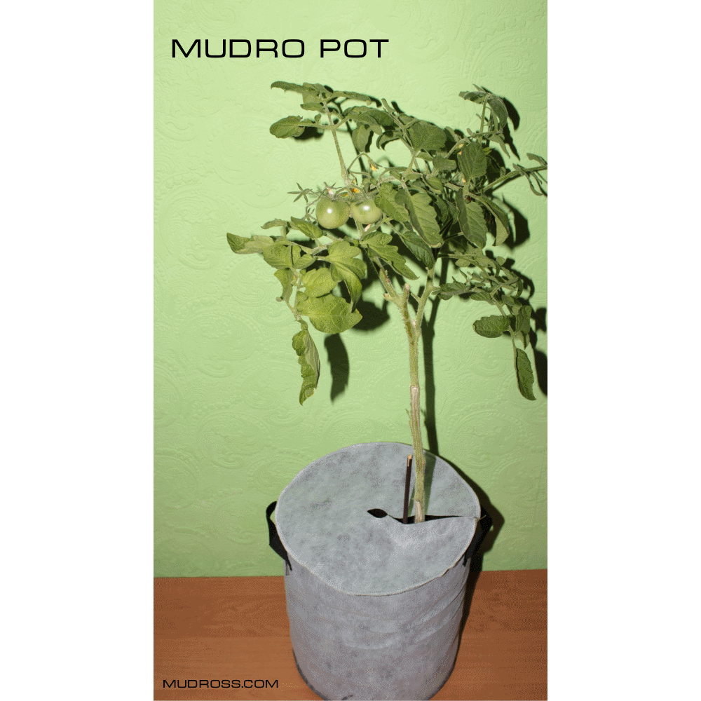 Mudro Pot 5