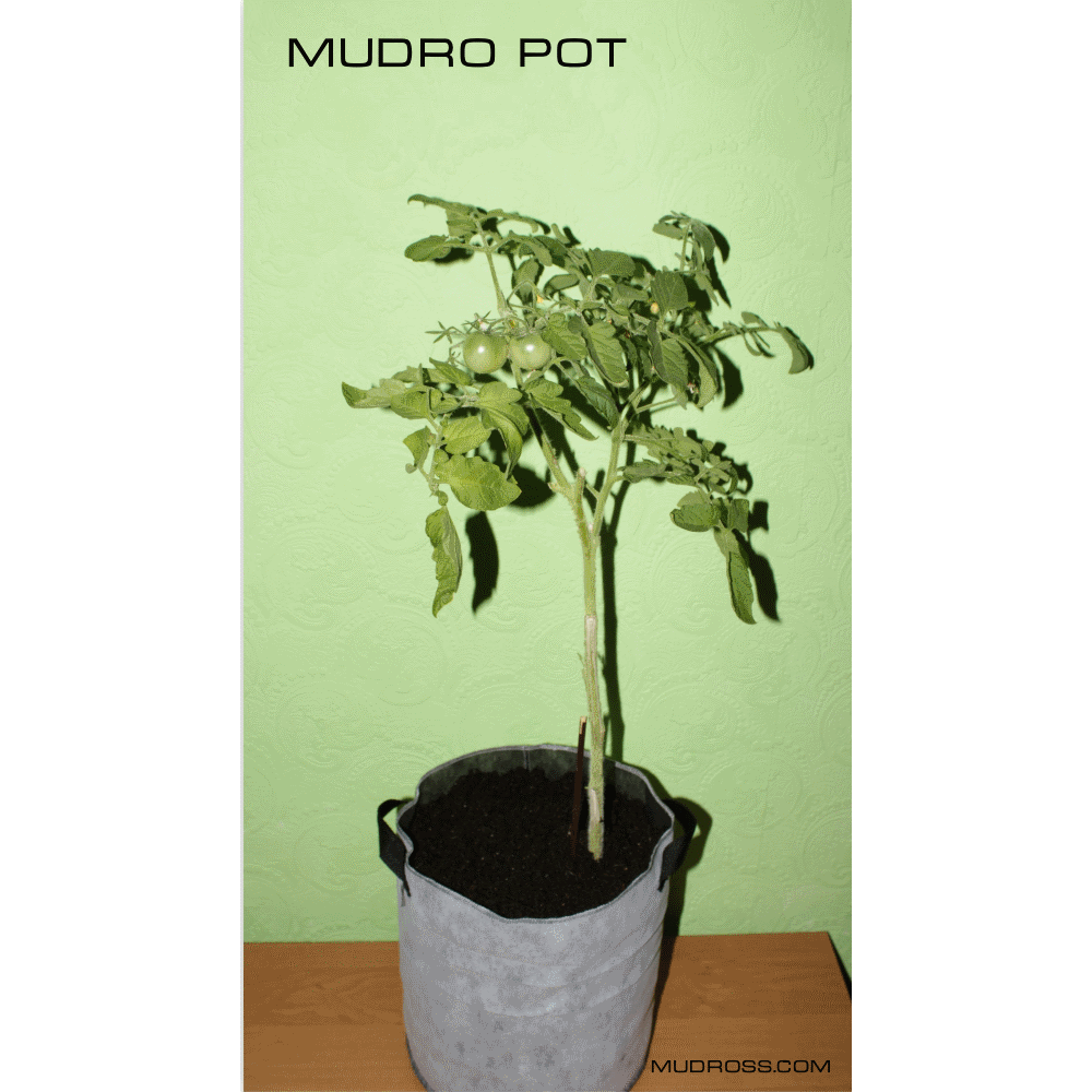 Mudro Pot 5