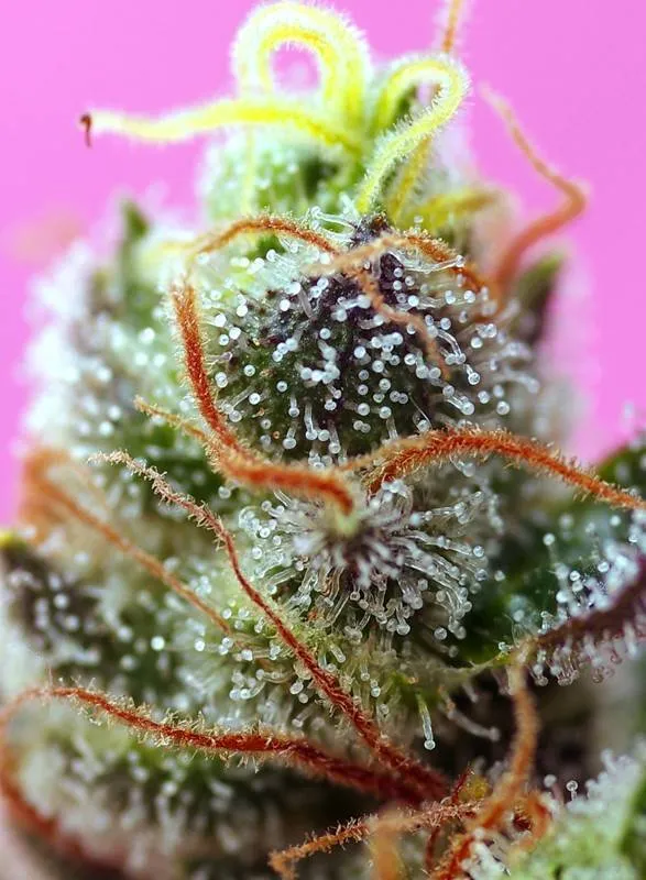 Sweet Mimosa